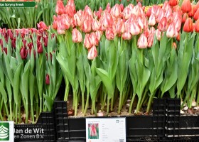 Tulipa Spryng Break ® (1)